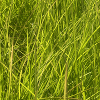Sesleria autumnalis